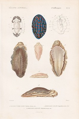 Phyllidia sea snails Schnecken Muscheln shells engraving Stahlstich Cuvier 1849