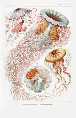 Ernst Haeckel, Discomedusae, Kunstformen der Natur (1904) *Art Postcard NEW