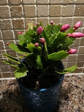 Christmas Cactus Pink Rooted Cutting Without Pot Plant.Elegant Indoor Plant