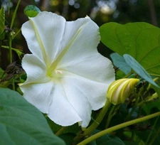 White Morning Glory Seeds, Moonflower Vine, Variety Sizes, FREE SHIPPING