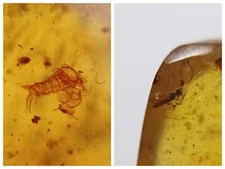 100 MILL. YEARS OLD BURMITE AMBER WITH BEETLE, LARVAE & WASP (ABR15/3)