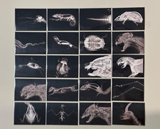 2024 Topps Allen andGinter X-Ray'd Inserts YOU PICK Complete your Oregon Zoo Set