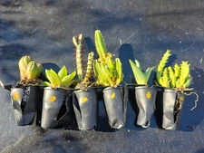 6 Asst. CACTUS SUCCULENT Seedling Plants  Dish Garden Indoor Outdoor Plant  O