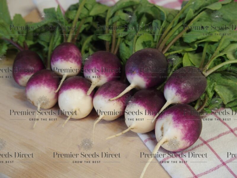 RADISH DIANA - 400 SEEDS