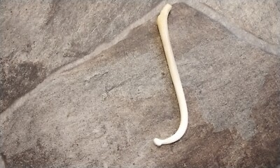 coon dick fish hook Coon Dick Super Dick This is Huge For 1 Raccoon Baculum Stir Stick From USA