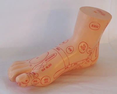 WY MODEL Foot massage acupuncture model Chinese medicine anatomy anatomical 7.5" New