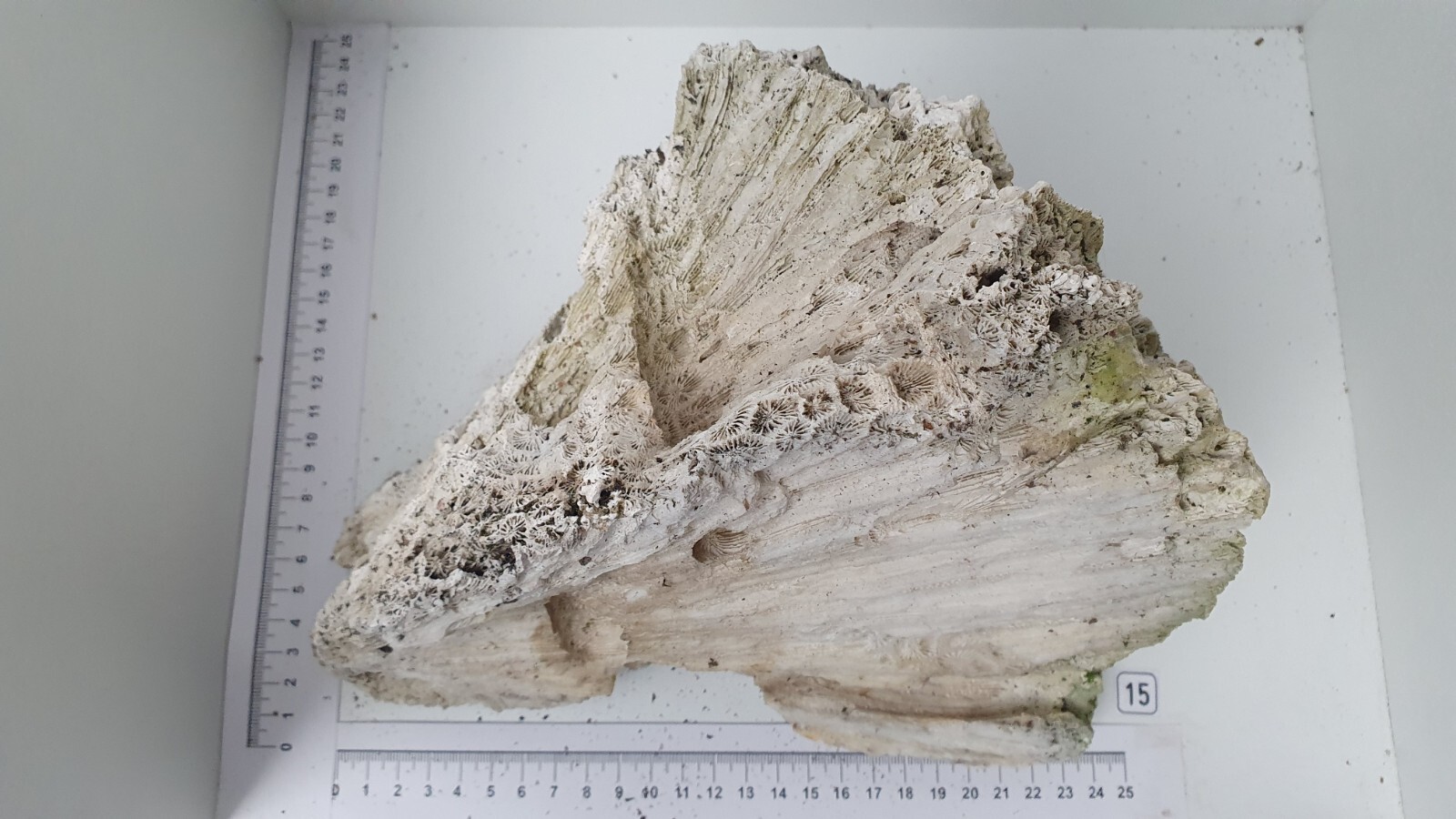 3D Riffgestein Aquarium Deko 59x15x45cm - Kunststein Für Meerwasser & Süßwasser