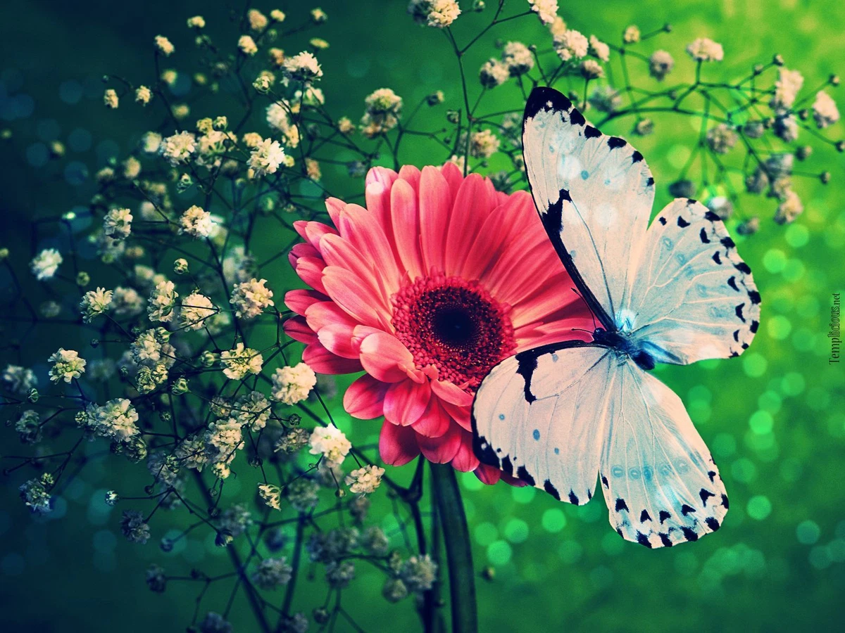 High quality butterfly sale wallpaper