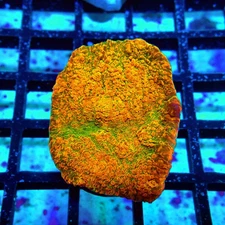 WYSIWYG - WWC Stellaria Chalice