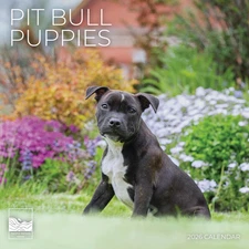 2026 Pitbull Puppy Wall Calendar | 12" X 24" Open Calendar | Dog Photography Thi