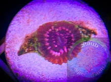 SAF~WCC Taser Zoanthid Coral Frag, Colony, “WYSIWYG” Paly, Zoa
