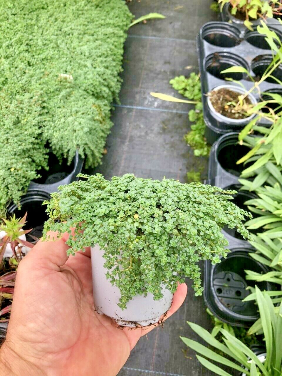 3x9cm Creeping Thyme Thymus Serpyllum Minimus Aromatic Leaves Mauve
