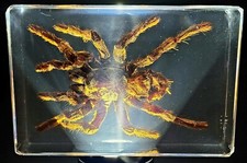 Large 5.3" Tarantula Spider in Clear Lucite Resin Science Education Specimen