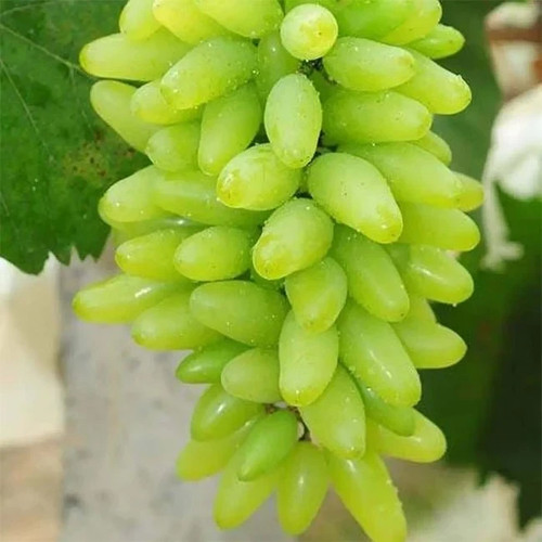 Rare Grape Lady Patricia (Australia)  ,  3 cuttings no roots - Bild 1 von 2