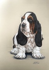 COA original art drawing colored pencils dog portrait 12"x16" Basset puppy A3