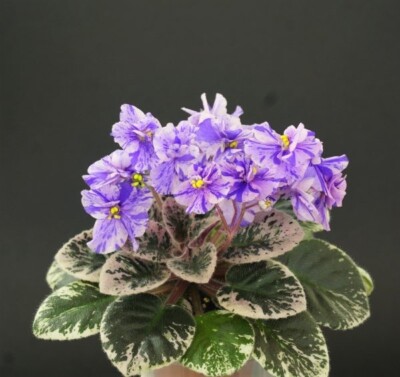 Cajun s Lil Sprinkles 2 Blätter/ 2 leaves African Violet Usambaraveilchen