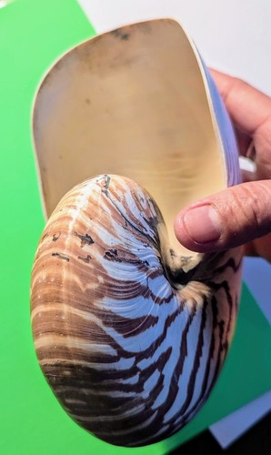 Imperfect Collectible Natural Polished Nautilus Sea Shell - 7.5"X7"X5.5" - Picture 4 of 13