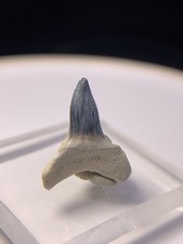Lower BV Bull Shark Tooth Fossil Sharks Teeth Megalodon Era Gem