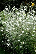 1000 Graines de Coquelourde à Fleurs Blanches, Silene coronaria