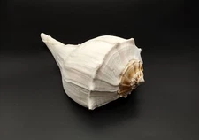 Left Handed Lightning Whelk Seashell Busycon Contrarium (1 approx. 8+ inches)