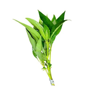 Hygrophila Angustifolia (Hygro Willow) | Buy3Get1Free | Live Aquatic Plants