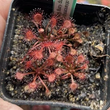 Drosera Oblanceolata Carniverous Sundew Plants Great Species