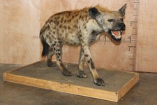 FHBRENT2 - XL Life-sized SPOTTED HYENA on a Wood Base