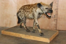 FHBRENT2 - XL Life-sized SPOTTED HYENA on a Wood Base