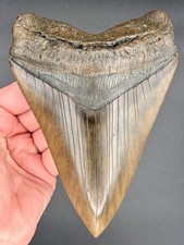 Megalodon Shark Tooth 6.44 Serrated Fossil Shark Teeth