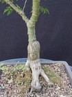 Shishigashira Japanese Maple Bonsai Tree- WOW! Huge Trunk, — photo 8
