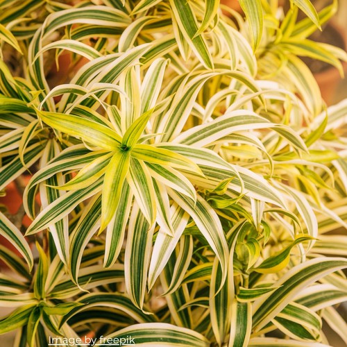 Spider Small Baby Plants x4 Easy Grow Hardy Indoor Outdoor (Chlorophytum Comos) - Picture 6 of 15