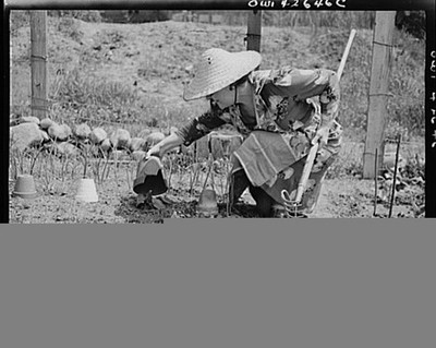 New York NY Forest Hills Queens 1940s Victory Gardening Woman in Sun Hat