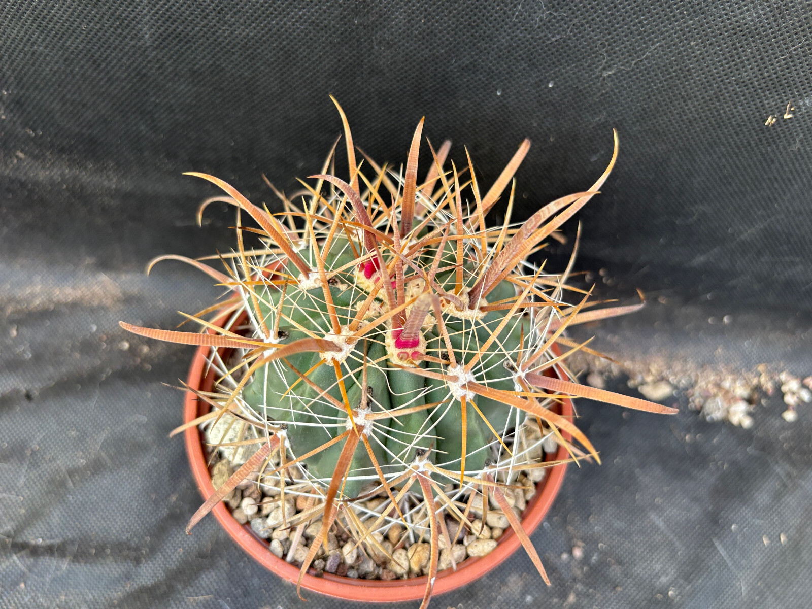 Foto 11 di 20
