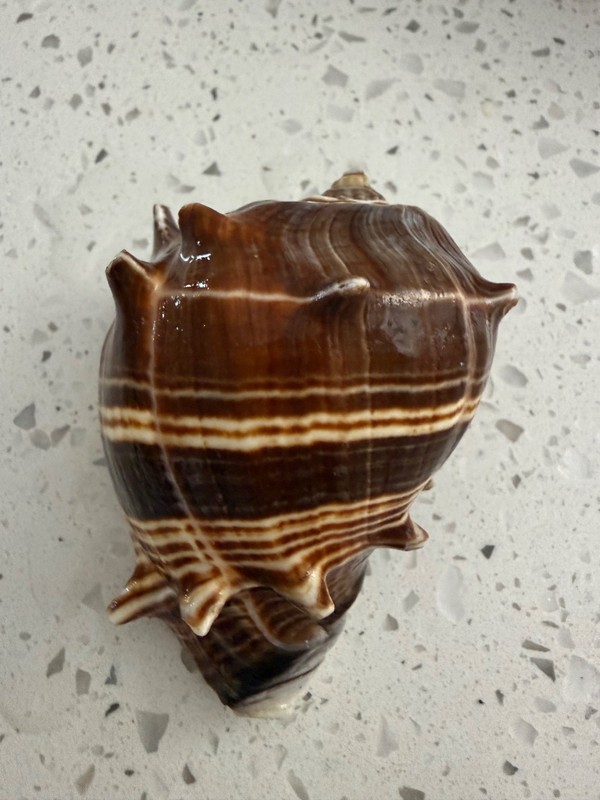 King CrownConch Seashell Brow striped Melongena