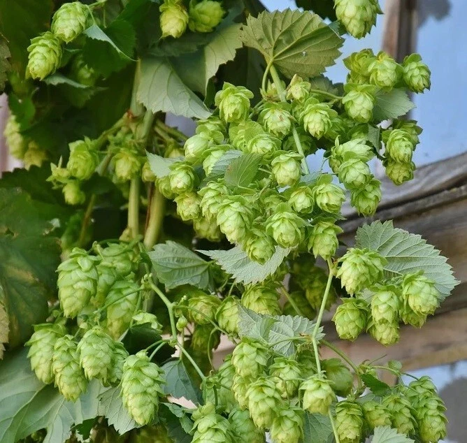 Jetzt pflanzen! Hopfen winterharte schnellwüchsige Kletterpflanze / Samen - Bild 1 von 1