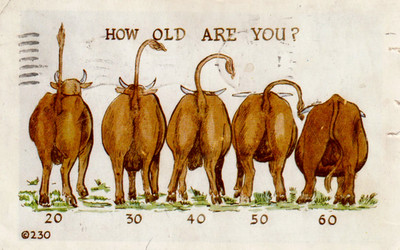 Postcard 1951-humor-cows geseed from behind-''How old are you?'' A. Genuine Comic
