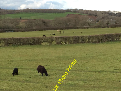 Photo 12x8 Sheep Grazing St Andrews' Major Black sheep grazing at Ysguborg c2016