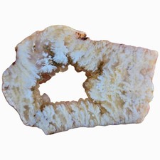 Stinking Water Plume Agate Slab - Botryoidal Center with White Plumes - Oregon