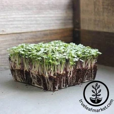 25lbs Basic Salad Mix MICROGREEN Seeds | Heirloom | Non-GMO | for Sprouting