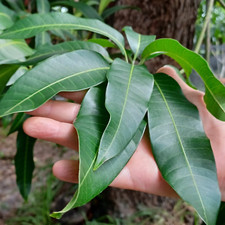 Fresh MANGO LEAVES - Handpicked Chemical Free - Aquarium - Crafts - Tea