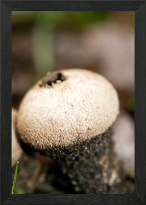Trippy mushrooms close up Framed Wall Art Poster Canvas Print Picture