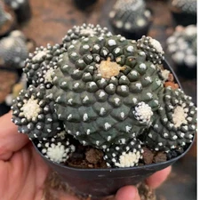 2PCS Copiapoa tenuissima Multiple heads cactus Succulent plant 5-7CM