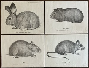 Vintage Lot Of 4 RODENT PRINTS American Humane Association RABBIT/GUINEA PIG/RAT