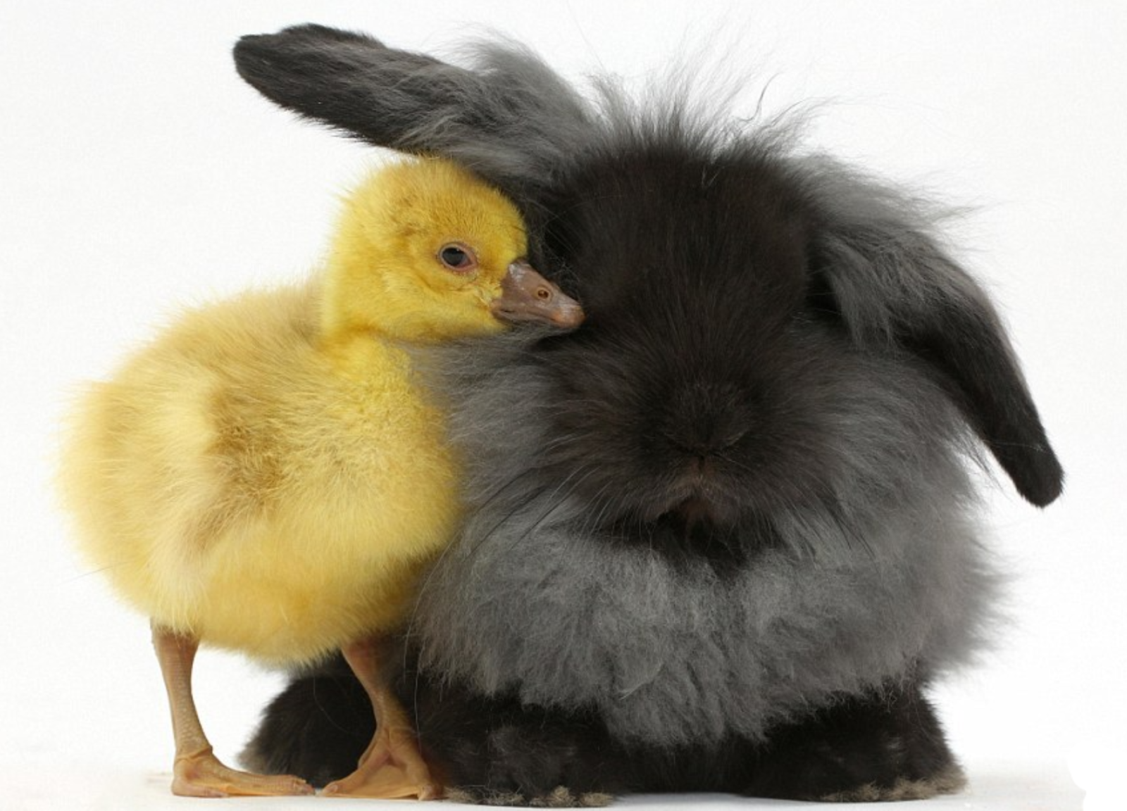 Okra Clemson Spineless Vegetable Seeds Burpee 11/23 41530663402 eBay