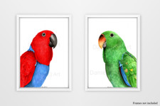 Watercolour Eclectus Parrot Prints - Male and Female