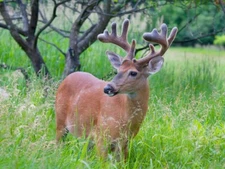 Young Buck in Spring by Jim Cumming Western Wildlife Photography Giclee Print