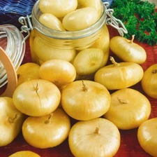 200+ Cipollini Onion Seeds - Yellow Sweet -- Heirloom - Organic - NON GMO