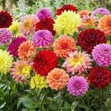 Bunter Dahlien Mix (10 Knollen)