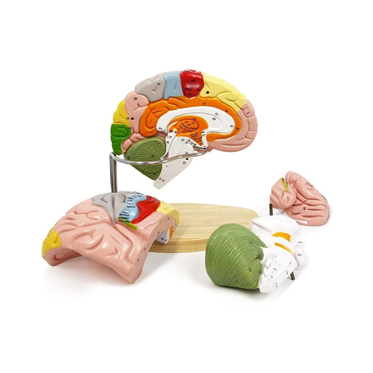 Educational Brain Model Human Brain Anatomy Model – 1.5x Life Size, 9 ...