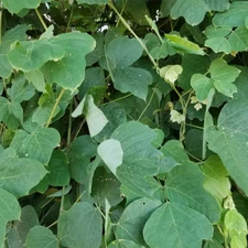 Kudzu Type Soap / Candle Making Fragrance Oil 1-16 Ounce **Free Shipping**